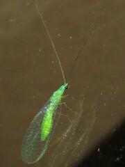 Mallada tripunctatus