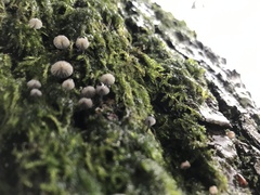 Mycena pseudocorticola