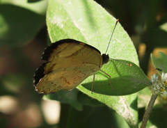 Tegosa