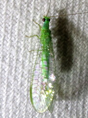 Mallada tripunctatus