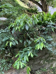 Ficus nervosa