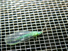 Mallada tripunctatus