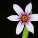 Sisyrinchium micranthum - Photo (c) Douglas Goldman, μερικά δικαιώματα διατηρούνται (CC BY-SA), uploaded by Douglas Goldman