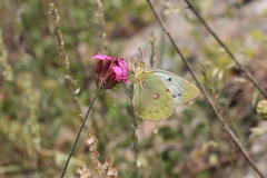 Colias aurorina