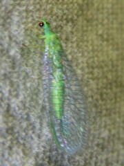 Mallada tripunctatus