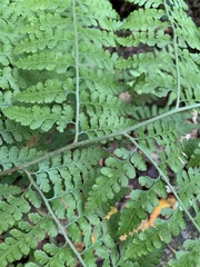 Microlepia nepalensis