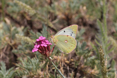 Colias aurorina