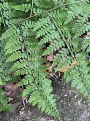 Microlepia nepalensis