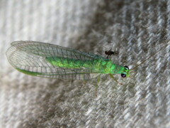 Mallada tripunctatus