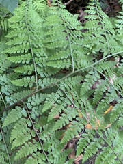 Microlepia nepalensis