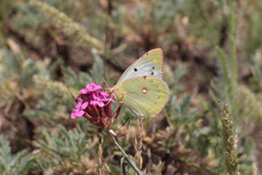 Colias aurorina