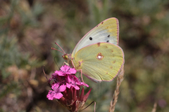 Colias aurorina