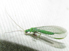 Mallada tripunctatus