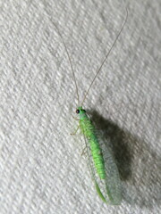 Mallada tripunctatus