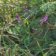 Vicia villosa
