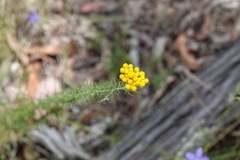 Chrysocephalum semipapposum