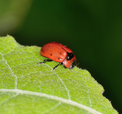 Gonioctena viminalis