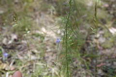 Chrysocephalum semipapposum