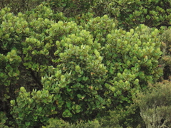 Clusia multiflora
