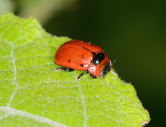 Gonioctena viminalis