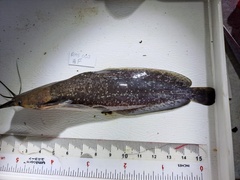 Clarias macrocephalus