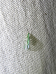 Mallada tripunctatus