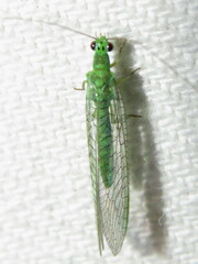 Mallada tripunctatus