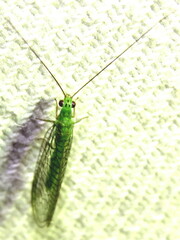 Mallada tripunctatus