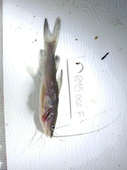 Hemibagrus capitulum