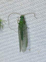 Mallada tripunctatus