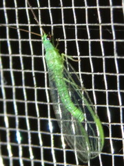 Mallada tripunctatus