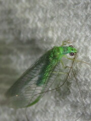 Mallada tripunctatus