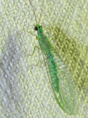 Mallada tripunctatus