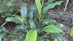 Alpinia intermedia