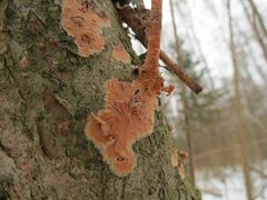 Peniophora incarnata