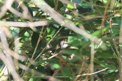 Ficedula westermanni