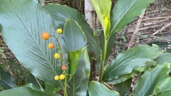 Alpinia intermedia