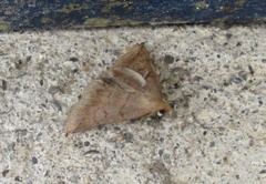 Zanclognatha lunalis