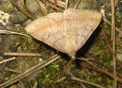 Zanclognatha lunalis