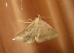 Zanclognatha lunalis