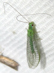 Mallada tripunctatus