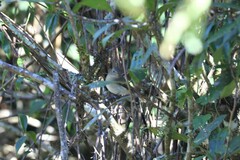 Ficedula westermanni