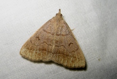 Zanclognatha lunalis