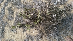Pseudognaphalium ramosissimum