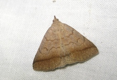 Zanclognatha lunalis