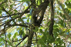 Schoeniparus castaneceps