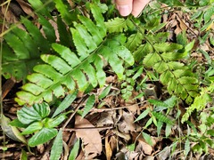 Microlepia marginata bipinnata