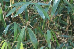 Phylloscopus claudiae