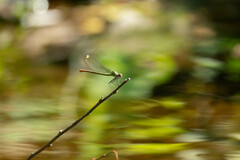 Calopteryx xanthostoma