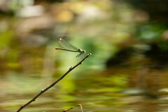 Calopteryx xanthostoma
